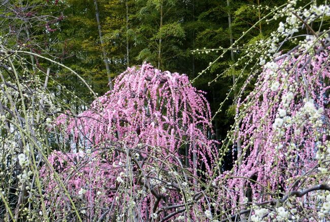 七分咲と表示されていた、名古屋市農業センターの枝垂れ梅の紹介です。見頃の梅とまだ蕾だけの株が混在する今年の枝垂れ梅でした。(ウィキペディア、名古屋市農業センター関連サイト）