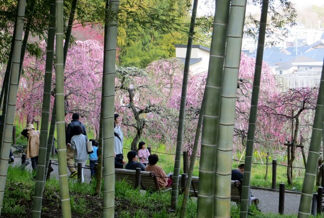 七分咲程の名古屋市農業センターの枝垂れ梅の紹介です。(ウィキペディア、名古屋市農業センター関連サイト）