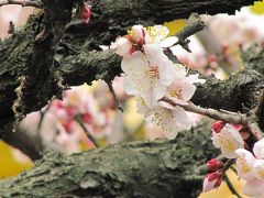 梅遠からじ、でも満開にはまだだった近所の梅寺・常楽寺とおまけの保育園の梅