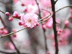 冬に逆戻りしたような早春の多摩動物公園レッサーパンダ詣（１）ウォッチングセンターのネコ展と雨にぬれた梅など動物園いろいろ