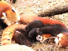 冬に逆戻りしたような早春の多摩動物公園レッサーパンダ詣（３）レッサーパンダの子どもたち３頭同居：毛色も性格も３頭３様～兄ちゃん気質のヤンヤンとマイペース・フーフー兄弟＆ヤンヤンを慕う一人っ子ライライ