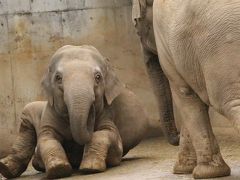 冬に逆戻りしたような早春の多摩動物公園レッサーパンダ詣（４）レッサーパンダ以外のアジア圏とオーストラリア圏の動物たち：コアラのタイチくんやオランウータンのリキくん室内でも元気！＆床を歩いてしまうコアラのタイチくん＆アジアゾウのアマラとヴィドゥラはいつも仲良し＆ユキヒョウ４頭見分けが付かず（苦笑）