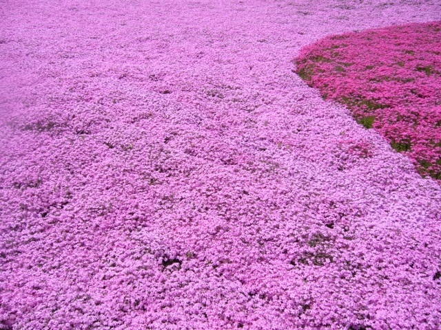 芝桜が見たくて、ゴールデンウィークの秩父バスツアーに参加しました。<br /><br />【行程】<br />羊山公園<br />美の山公園<br />長瀞<br />蓮光寺<br /><br />【ツアー代金】<br />約4,000円