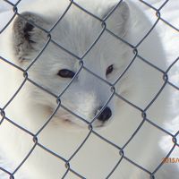 オーロラを求めて親子でラップランドへ！2015春③＜3日目：世界最北端ラヌア動物園・ロバニエミ鉄道駅から途中下車の旅・スノーホテル見学・シニータガラスイグルーでオーロラ鑑賞できず残念！＞