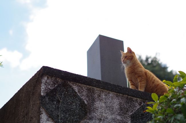 坂の街、長崎。<br />歩いてまわれば猫に会う。<br />いつのまにかそんな猫旅となった。