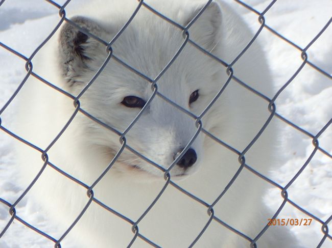 オーロラを求めて親子でラップランドへ！2015春③＜3日目：世界最北端ラヌア動物園・ロバニエミ鉄道駅から途中下車の旅・スノーホテル見学・シニータガラスイグルーでオーロラ鑑賞できず残念！＞