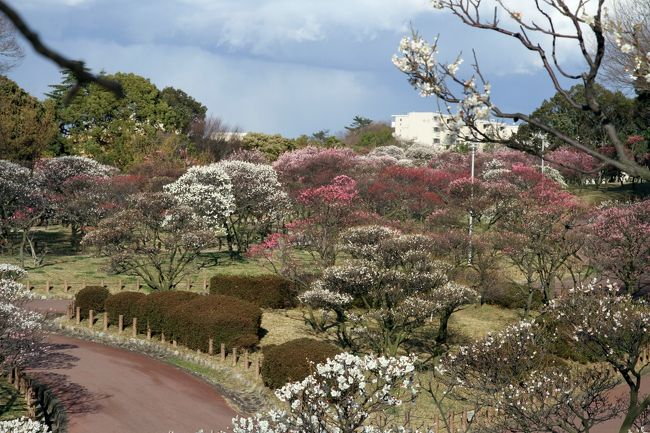 観梅 「和泉リサイクル環境公園」、「荒山公園」<br /><br />和泉リサイクル環境公園<br />　大阪府和泉市にある四季折々の草花が楽しめる公園です。<br />　梅が満開で見頃でした。<br />　ほとんどが枝垂れ梅です。<br />　風が強く、冷え込みもあり、十分に楽しむことができませんでした。<br /><br />荒山公園（多治速比売神社に隣接しています。）<br />　大阪府堺市の大阪有数の梅の名所です。<br />　本数や種類も多く見応えがあります。<br />　<br /><br />表紙は荒山公園の梅園です。