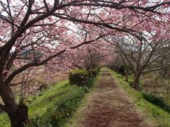 河津桜と菜の花めぐりの伊豆旅2(南伊豆町下賀茂温泉編)