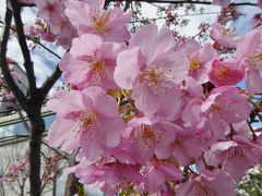 三条河原で桜の花が咲いている・・・・　　ランチは予約困難な「クッチーナ・イタリアーナ東洞」へ