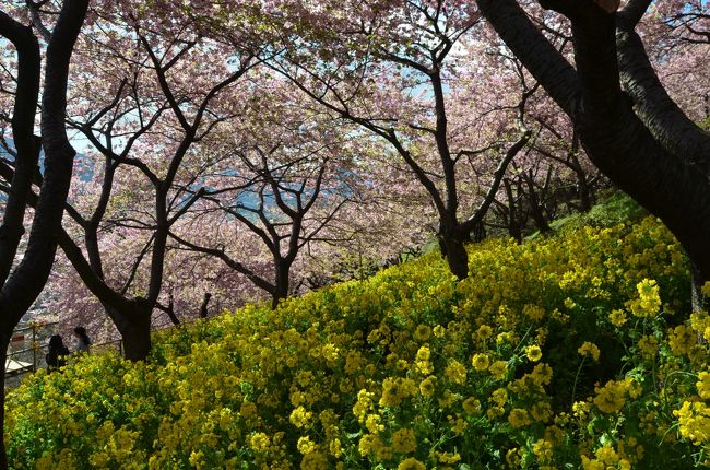 早咲きの河津桜の満開の知らせがあちらこちらから届く。<br />天気の良い日に、初めて松田の西平畑公園に咲く、満開の河津桜を訪れた。<br /><br />松田山ハーブガーデンのある松田山の斜面に、約２６０本の河津桜が濃いピンク色の花を咲かせる。<br />同時に、斜面には菜の花も見事な黄色の絨毯を敷いて、ピンクの桜とのコラボを実現していてお見事。<br /><br />その他、子どもの館で吊るし雛、ハーブガーデンではクリスマスローズなどが見られる。<br /><br />まつだ桜まつりは２／１４〜３／１５、ライトアップも楽しめる。