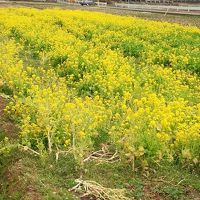 早春の中伊豆の旅　イチゴ狩り＆道の駅めぐり②