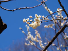 早春　代々木公園　上　梅の花咲いて　　