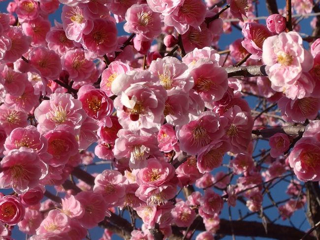 里山散策会の親睦会が、平芝公園で梅見とあったので、参加してきました。<br /><br />その日は、気持ちのいい晴天日よりで、青空にしだれ梅が生えてとてもきれいでした。<br /><br />折しも梅まつりの当日で、露店が立ち並び、今まで何回もこの公園に来ましたが、梅まつりの日にはには来たことがなく、楽しい１日を過ごすことができました。<br /><br /><br />２０１２年の旅記です。<br />３年ぶりでした。<br /><br />http://4travel.jp/travelogue/10649547<br /><br />平芝公園アクセス<br /><br />公共交通： 名鉄梅坪駅から徒歩10分 <br /><br /> 車： 東名高速豊田ICから国道153号経由で6km20分 