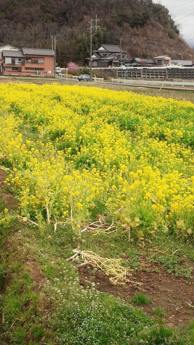 早春の中伊豆の旅　イチゴ狩り＆道の駅めぐり②