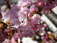 待ち切れず久喜市鷲宮の河津桜を訪ねる