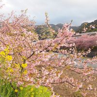伊豆、満開の河津桜