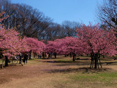 早春　代々木公園　中　河津さくら満開です　