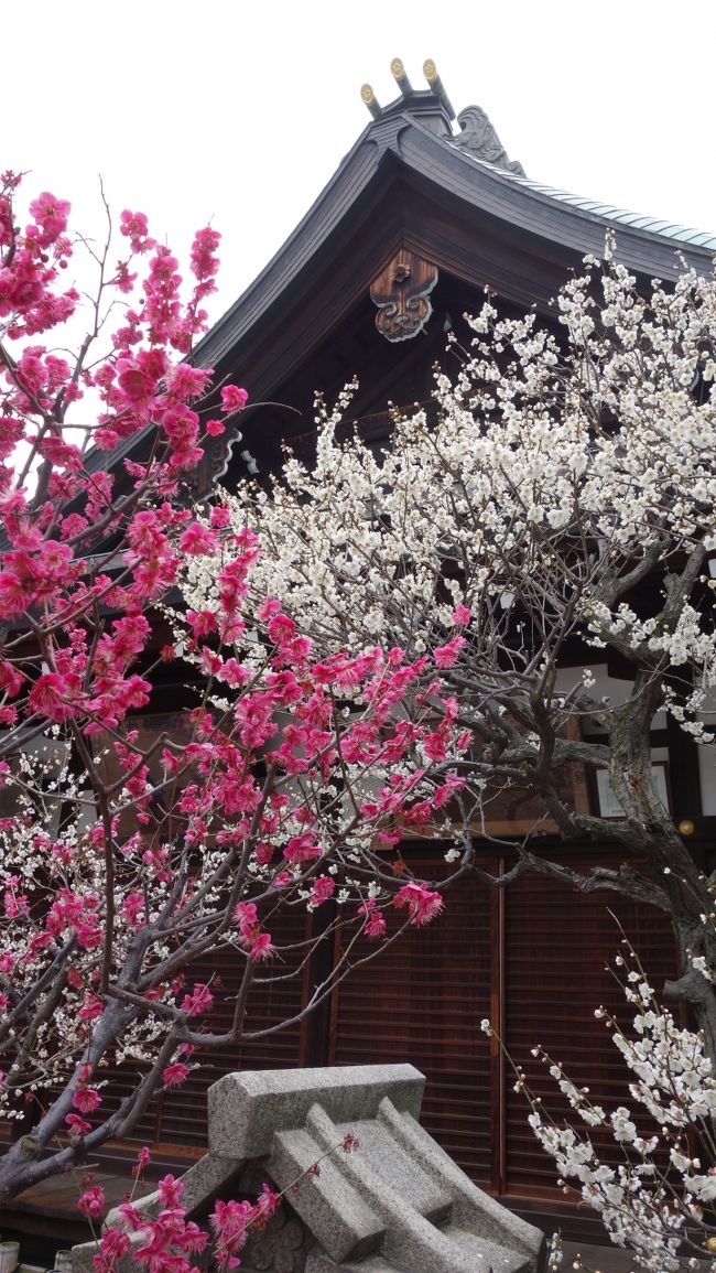 冬が苦手です。寒いのは、苦手です。待ち遠しいのは、春。大阪の春の訪れは、お相撲さんが運んで来てくれます。大阪場所の準備に先発隊のお相撲さんを見かけると春はモウスグです。そうこうしていると梅の花が、ほころび出します。桜よりは、マイナーですが梅には梅の儚さがアリ名所・天満宮を訪れました。