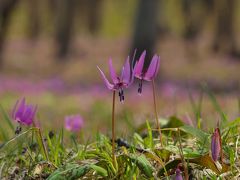 北海道！！「春の妖精がいっせいに魔法の杖を振るとき♪」