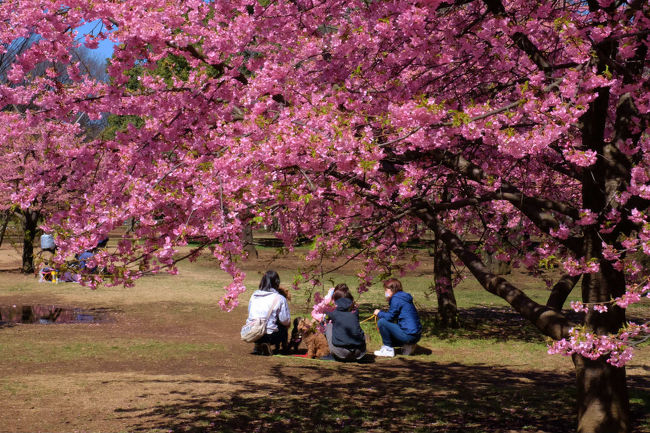 原宿も明治神宮へは行く事は多いのですが　<br /><br />　代々木公園は全体を歩いたことが有りません<br /><br />　　まして　三月では、、梅の花もあるはず。<br /><br />　一周すれば　何かあるだろう。<br /><br />　　　勝手に決めて、行ってみれば。。<br /><br />思いもよらない美しい花を見つけ、、嬉しさ　倍増<br /><br /><br />　代々木公園<br />http://www.tokyo-park.or.jp/park/format/index039.html<br /><br />使用カメラ<br />フジフィルムＸ−Ｔ１