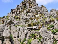 早春賦 沖縄紀行⑤やんばるエリア（大石林山）