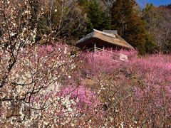 早春の筑波山へ　（１）観梅編