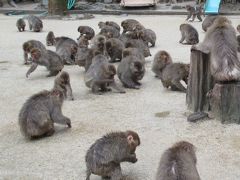 マイルを使って大分まで。湯布院、別府で温泉と観光を楽しんできました。２日目は別府のうみたまご、高崎山へ