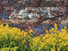 手賀沼の河津桜は満開までにはもう少しだね！