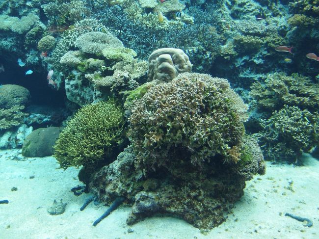 ２０１５年３月７日、早朝９時に美ら海水族館に到着です。早速観光開始です。ここは、かつて沖縄海洋博が行われた場所ですね。私が子どもの頃に初めて沖縄を旅した時に訪れた場所です。最近は島の北部に来る事が無かったので、久しぶりな感じです。写真の枚数が多いですが、ハイライト的に２冊でまとめたいと思います。