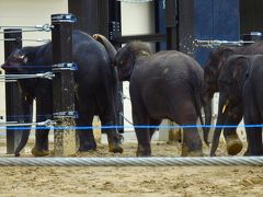 孫と子象見物の後は　 グッド・アフタヌーンティー with ＯＴＵＫＥＭＯＮＯ 