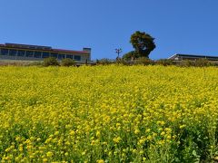 千葉　マザー牧場　春は菜の花畑