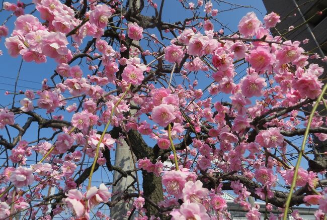 2015春、満開、名古屋市農業センターの枝垂れ梅(1/5)：街路樹の枝垂れ梅、ローズマリー