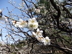 梅が咲いていた神代植物公園の梅園