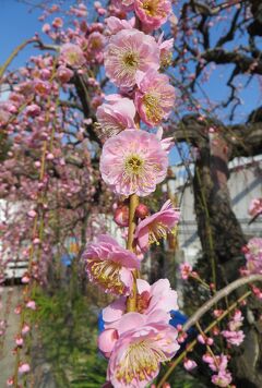 2015春、満開、名古屋市農業センターの枝垂れ梅(2/5)：満開の紅梅、咲遅れの白梅
