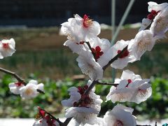 数少ない農地に春を呼ぶ梅（川崎）