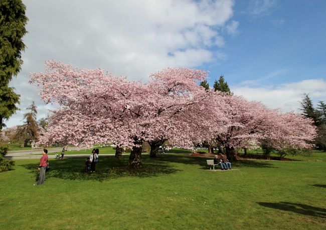 クイーン・エリザベス公園にお花見に行ってきました。<br /><br />日本からのゲストを連れて、桜を見に行きました。バンクーバーは桜が多いことで有名です。第一次世界大戦で奮闘した日系カナダ人を記念する碑の周囲に植えるために、神戸と横浜から500本の苗木が1930年代に寄贈されたことに始まります。現在では、街路樹の36%が桜と桜に似たプラムです。<br /><br />今年のバンクーバーは暖冬で、例年より2〜3週間も早く桜が咲き出しています。クイーン・エリザベス公園の西側には桜が植えられていて、日本より一足早いお花見が楽しめました。また、この時期は、桜の他にもコブシ、スイセン、クリスマスローズ、ムスカリなどが満開でした。<br /><br />今回は、最近購入した超広角レンズ（CANON EF-S 10-18mm）の試し撮りも兼ねています。大きな被写体や広大な風景を撮るときに、使えそうなレンズです。これから試行錯誤して使っていきたいです。<br /><br />■ クイーン・エリザベス公園 訪問歴 ■<br />1回目） 初夏の散歩<br />http://4travel.jp/travelogue/10814367<br />2回目） ブローデル温室植物園<br />http://4travel.jp/travelogue/10819729<br />3回目） 秋の散歩 紅葉探し<br />http://4travel.jp/travelogue/10947298<br />★4回目） 日本より一足早いお花見 五分咲きの桜＆満開のコブシ<br />http://4travel.jp/travelogue/10991026