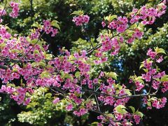 横浜山手の早咲き桜（神奈川）