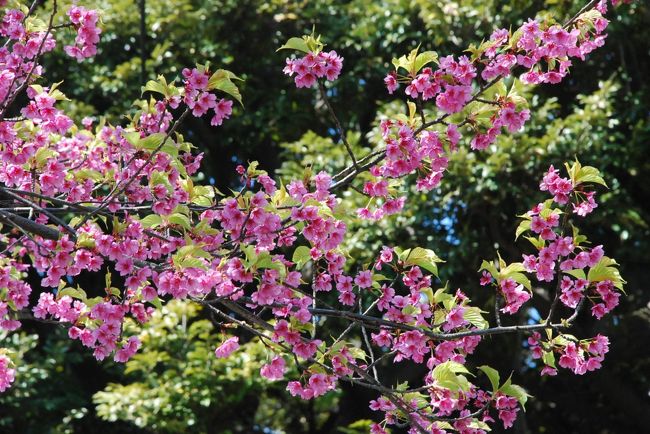 横浜山手の元町公園あたりを歩いていると、河津桜などの早咲きの桜が目につきます。<br /><br />３月下旬以降、山手本通り一帯に桜が咲き始めるときが楽しみです。<br />