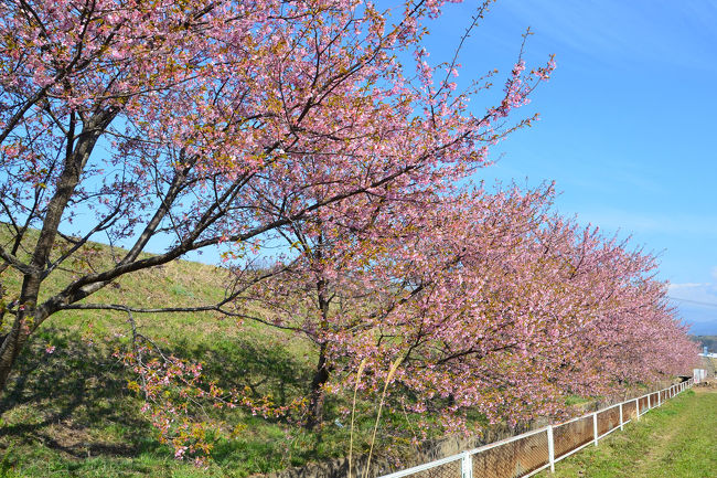 かんなみの桜(柿沢川沿いに咲く約410本の河津桜)を見て来ました。<br />初めてでしたので、函南町観光協会のHPの地図をプリントアウトして持参しました。<br />感想ですが、堤防の上からですと少し遠いので、かんなみ桜の木の近くを歩きながら見れると良いと思いました。<br /><br />※位置情報、一部不明確な場所あり。予めご承知おき下さい。<br /><br />★函南町役場のHPです。<br />http://www.town.kannami.shizuoka.jp/<br /><br />★函南町観光協会のHPです。<br />http://www.kannami.net/