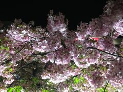河津桜と日本一の温泉