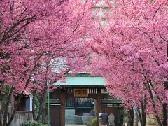 早咲きの桜を探しに