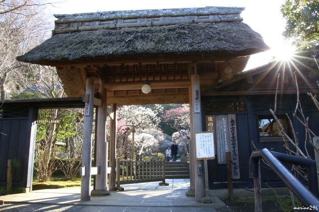 今年は、思いの外に観梅に出掛ける機会に恵まれましたが、そろそろ梅の見頃も終わり。<br />この日は、出掛けるのが遅くなり、到着した頃には日も傾き始めていましたが、鎌倉の梅の名所の一つ東慶寺で１時間余り梅を愛でてきました。