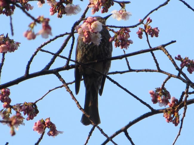 たまたま上野を通りかかったら<br />桜の花が咲き始めています<br />まだ４本ぐらいですがきれいです<br /><br />桜祭りの準備ももう始まっています<br /><br />今年の開花日はいつでしょうか？<br /><br />24日で五分咲きとか…