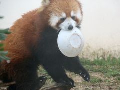 レッサーパンダに会いに京都日帰り小旅行2015春（３）京都市動物園（前編）レッサーパンダ特集：子パンダ・ムータン、雨の中も屋外終日出勤！～古都ちゃん・ジャスミンちゃん・ウーロンくん・茶々おじいちゃん交代で勢揃い