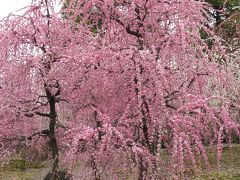 城南宮の枝垂れ梅。豪華絢爛。ハッと息をのむその美しさ！！　　それから大阪府交野市のほしだ園地の星のブランコへ行きました。