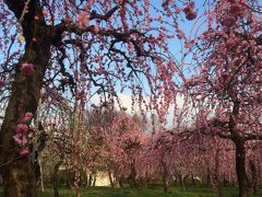 名古屋市農業センター　しだれ梅祭