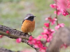 久々、大阪城の梅林へ