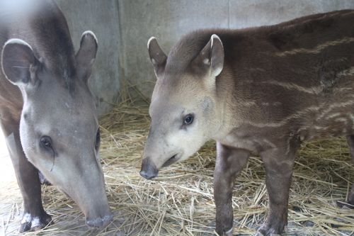 レッサーパンダに会いに京都日帰り小旅行2015春（４）京都市動物園