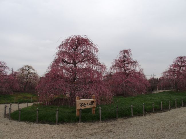 平成26年昨年オープンした鈴鹿の森庭園梅まつりに出かけてきました。枝垂れ梅が全国から集められ、職人が「匠の技」で手入れする研究栽培庭園です。通常枝垂れ梅は2ｍほどですがこちらの枝垂れ梅は5ｍほどもある大きな梅の木もあります。<br />日本最古かといわれる呉服(くれは)という枝垂れ梅「天の龍」「地の龍」も見事に咲いていました。お天気が曇りで残念でした。<br /><br /><br />鈴鹿の森庭園梅まつり　枝垂れ梅約200本<br />2月21日〜3月31日　9：00〜16：00　入園料大人中学生以上1,000円小人500円20人以上の団体割引有、障害者引き有　Ｐ普通車200台無料