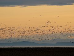 ライフェル渡り鳥保護区（2回目）： ハクガンの大群＆冬の散歩